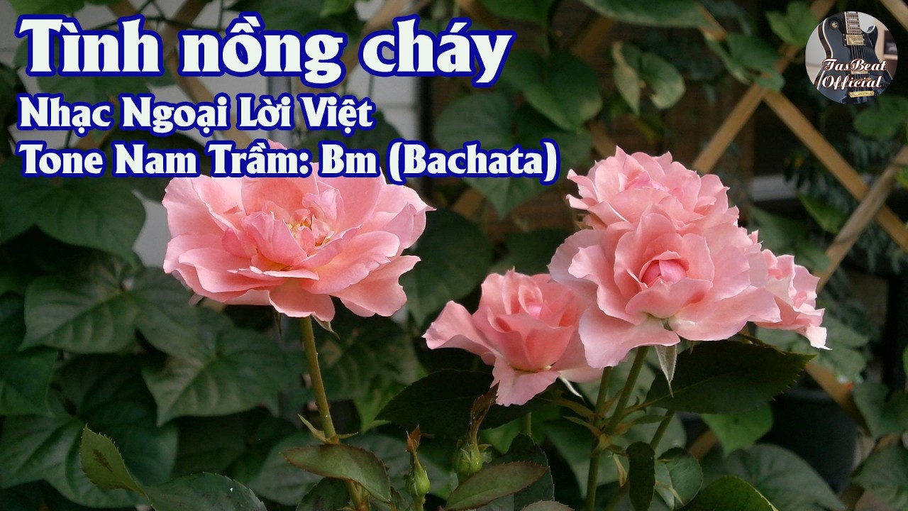 Karaoke Tình Nồng Cháy (Version 2) Tone Nam Trầm | TAS BEAT
