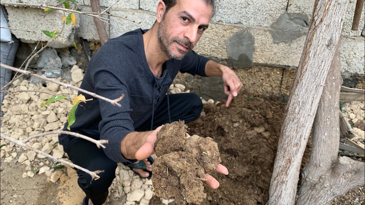 أفضل سماد طبيعي لتسميد الاشجار والنباتات يغنيك عن اي سماد آخر ( مخلفات الأبقار قنبلة النمو السريع )