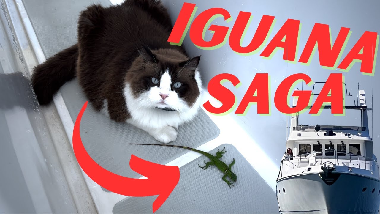 Iguana Saga on a Nordhavn