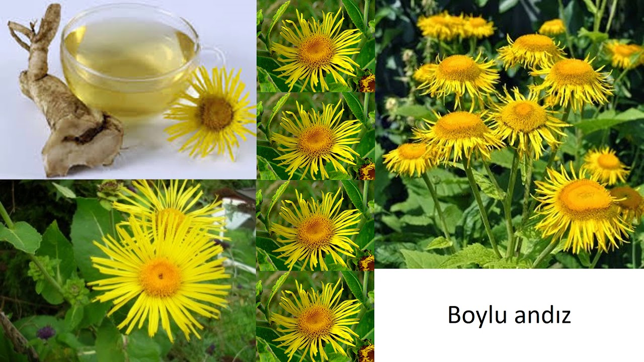 Biologiya 7-ci sinif 19. Dərman bitkilərinin müalicəvi xüsusiyyətləri və  istifadə qaydaları