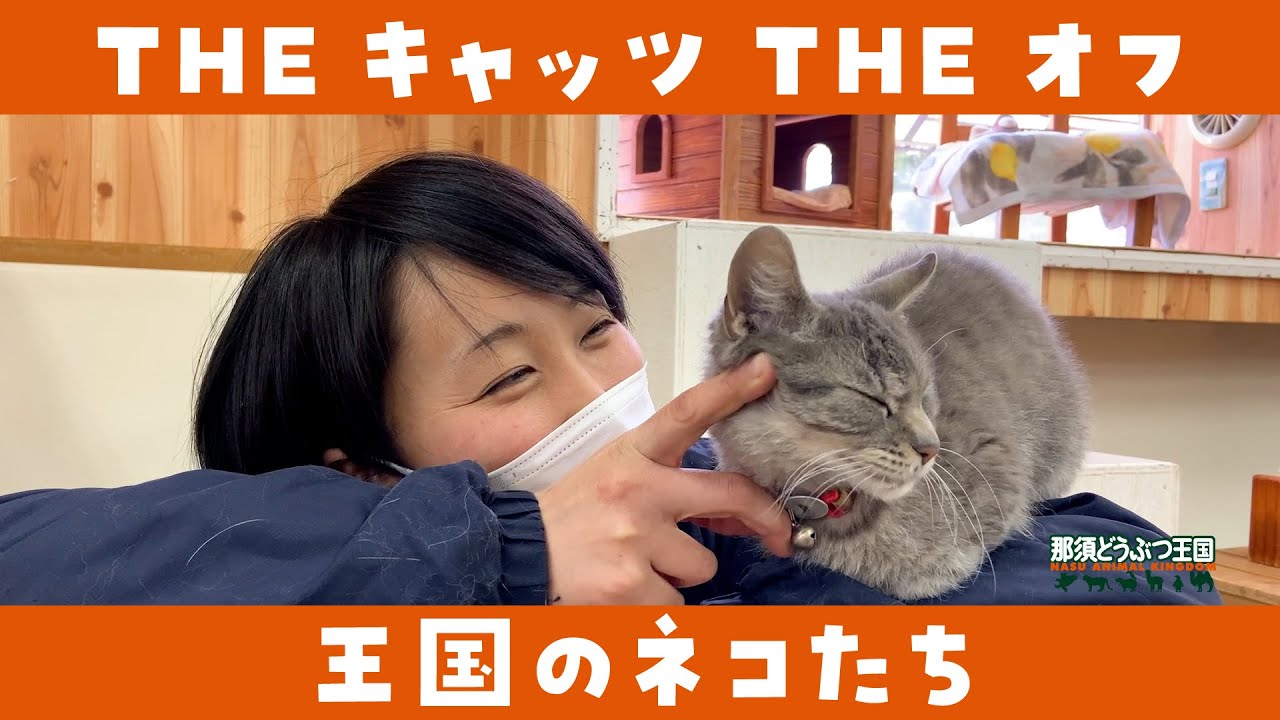 【ネコ】THEキャッツTHEオフ / Cats - Healing Time