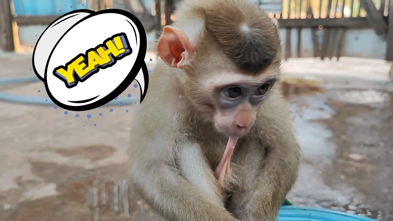 yeah   #shorts #viral #youtubeshorts #monkey #shortsvideo #monkeys #monkeyvideo #animals
