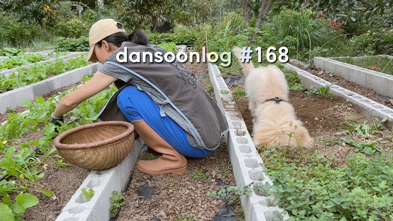 SUB 단순로그168 코딱지 만한 텃밭 일을 미루고 미루다 하는 게으른 시골 농부 vlog