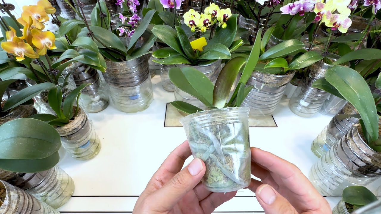 家里水苔养蝴蝶兰烂根？3个“不知道”是“祸根”！别忽视！(阿涛养花221期）