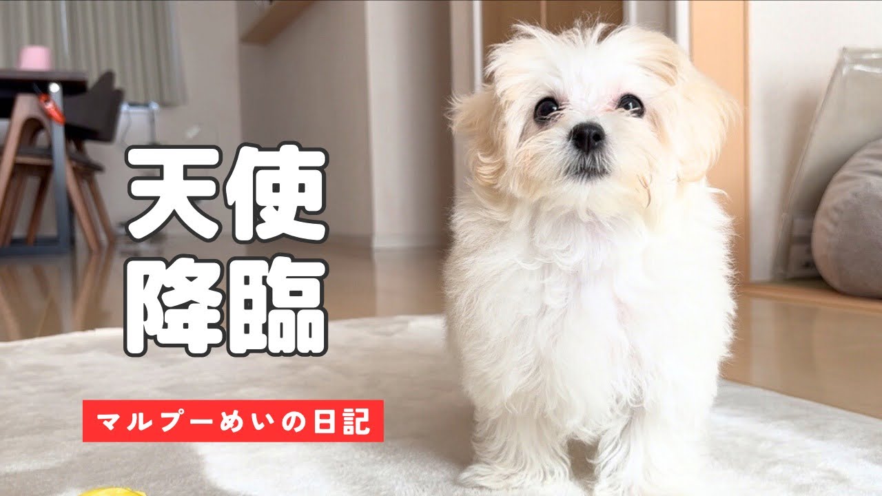 ふわふわ天使。マルプーのめいちゃんとの穏やかな暮らし
