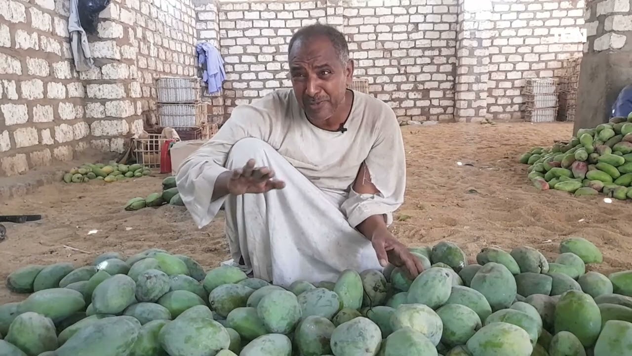 موسم المانجو يبدأ مبكرًا..كاميرا TeN من قلب الحدث تكشف كواليس زراعة المانجو في مصر