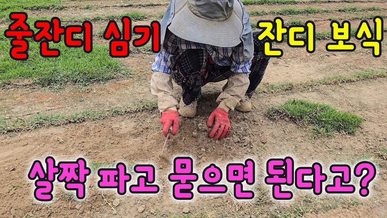 줄잔디 심기, 심는 방법ㅣ잔디 보식ㅣ살짝 땅을 파고 묻으면 끝!