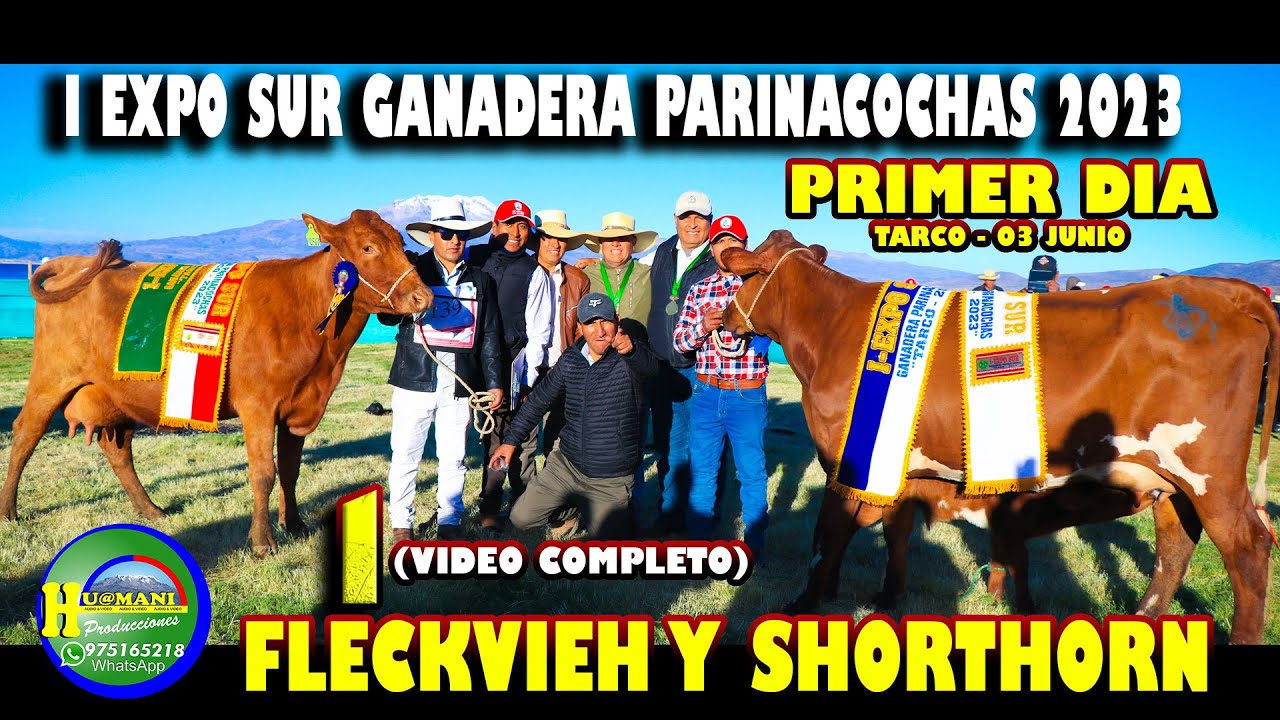 I EXPO SUR GANADERA PARINACOCHAS - TARCO 2023 GANADO BOVINO BRONN SWISS, FLECKVIEH Y SHORTHORN