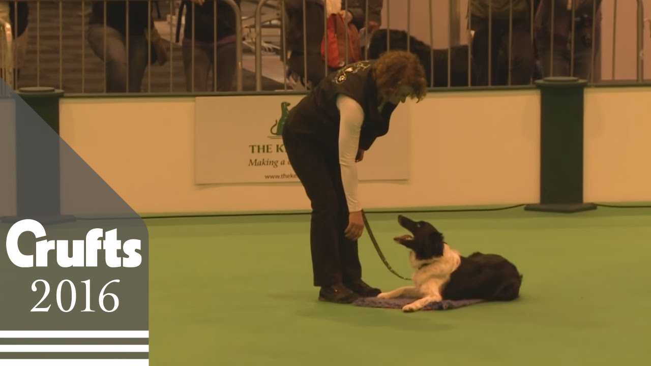 Obreedience Competition - Part 7 | Crufts 2016