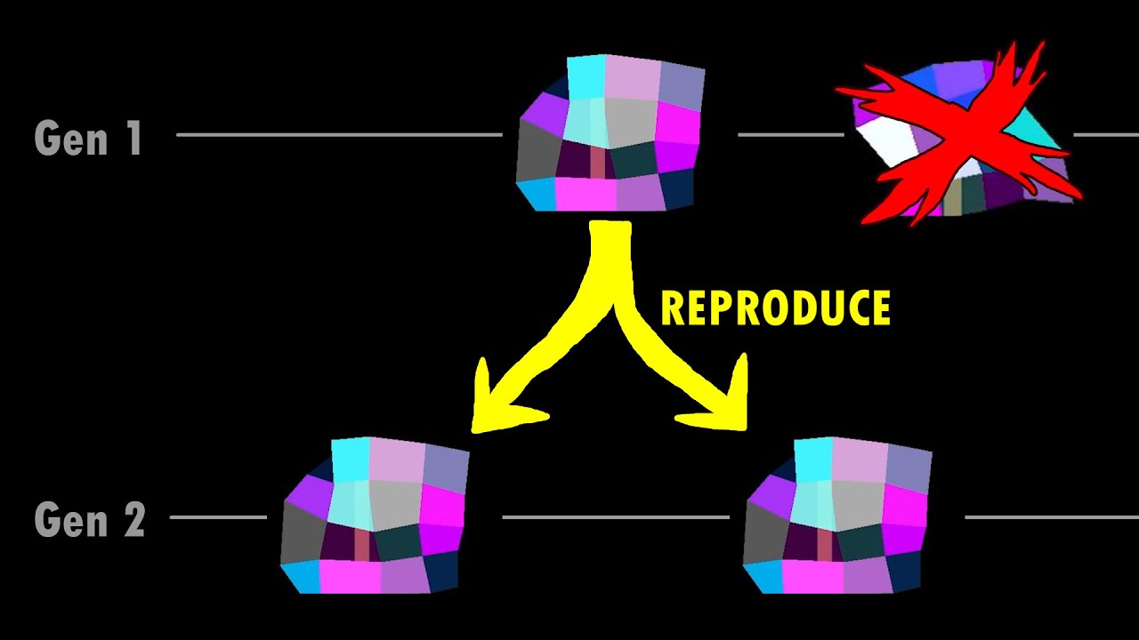 Jelly Evolution Simulator