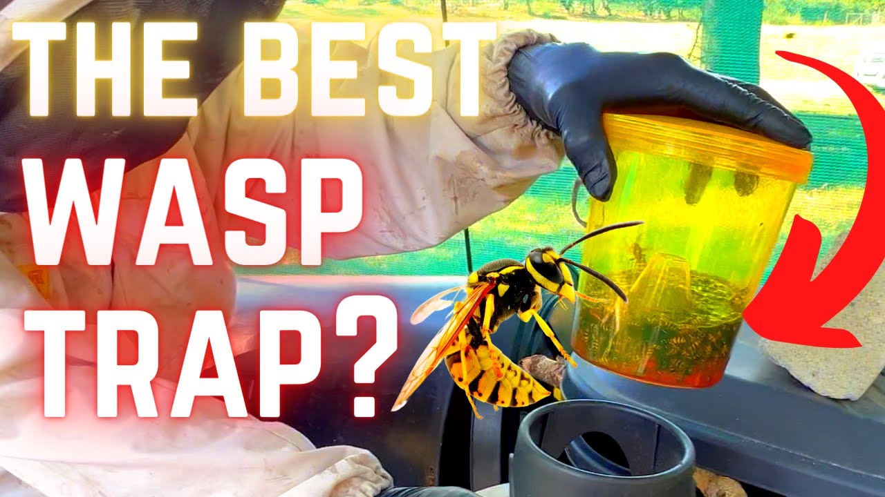 Ultimate Wasp Solution for Beekeepers | Watch as we put a Wasp Trap to the Test!