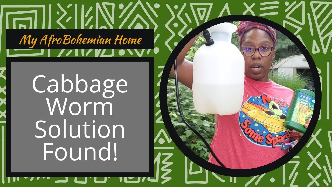 I Found A Solution to Get Rid of Cabbage Worms!