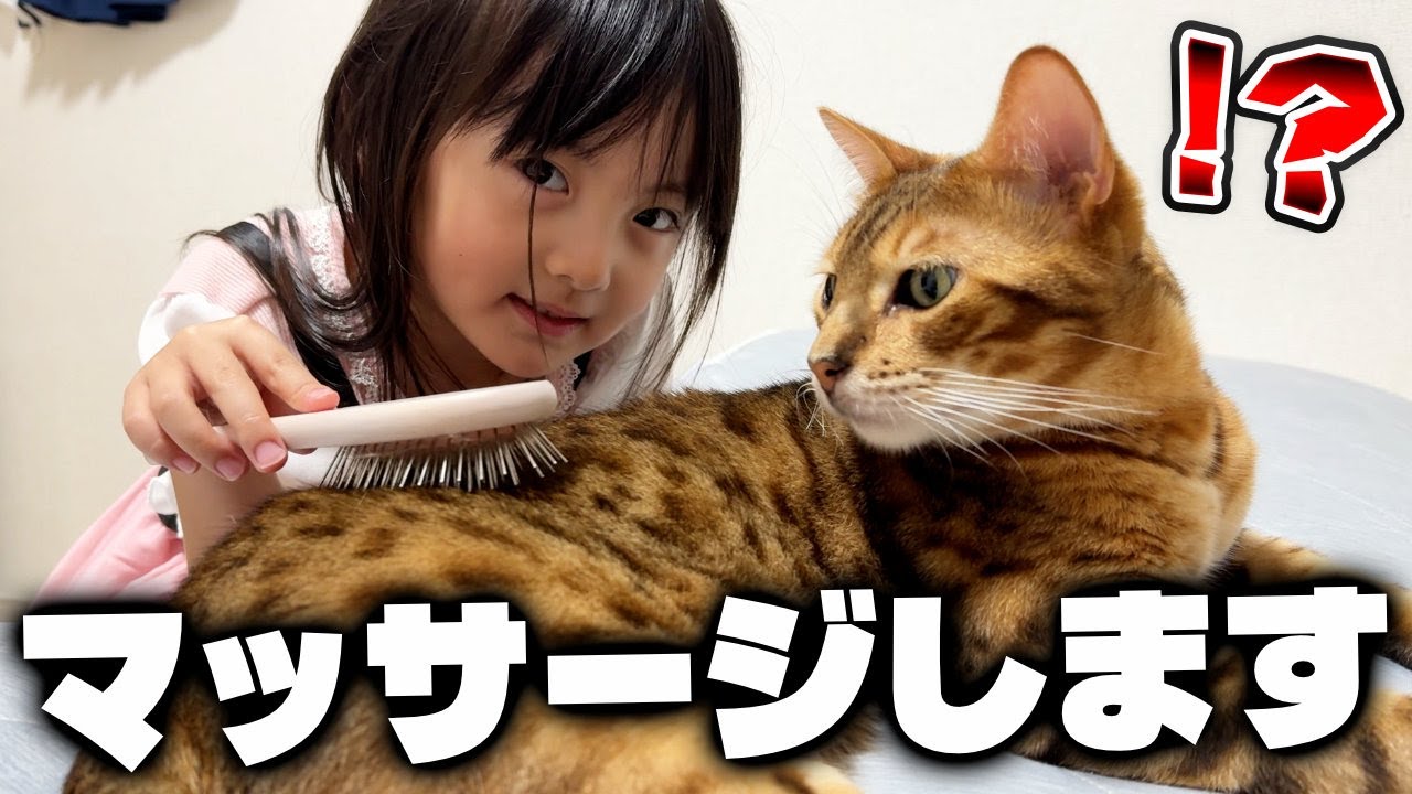 油断すると噛みつく猫をマッサージ師になって癒す6歳娘