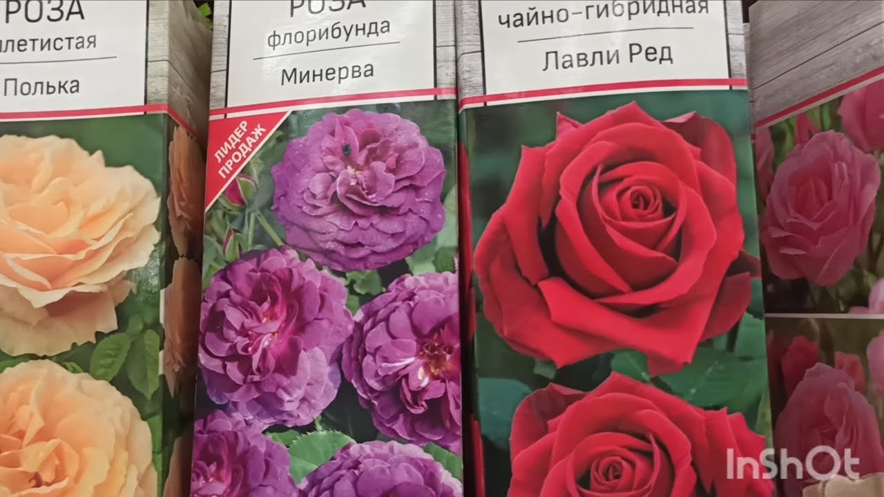 Лемана про: розы в коробках, лилии, лилейники, флоксы, хосты, тюльпаны и мелколуковичные цветы.