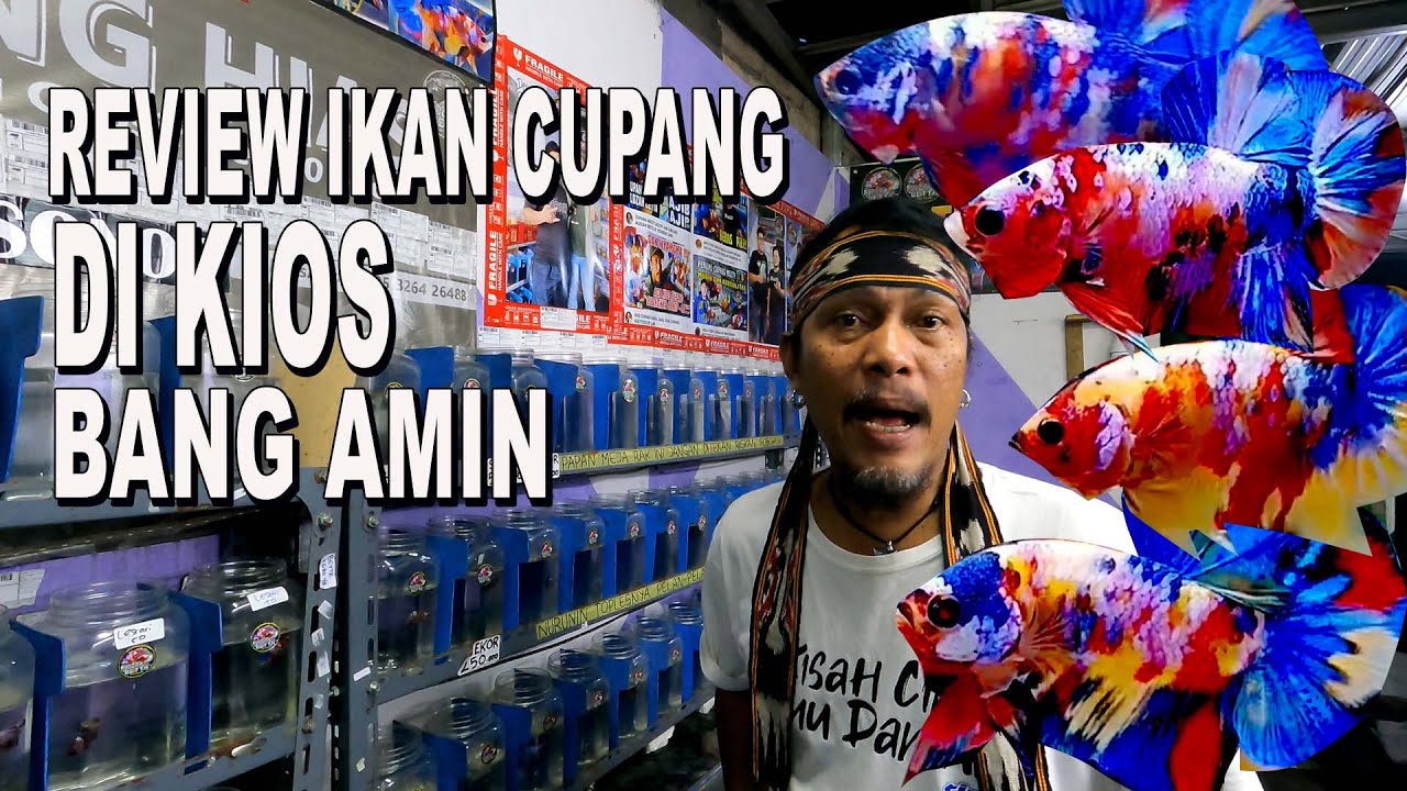 SHOWING IKAN CUPANG DI KIOS BANG AMIN