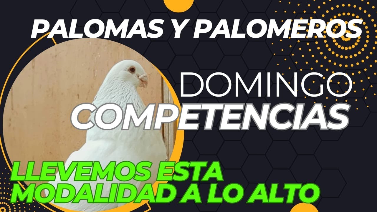 Hoy se habla de competencia buscando el palomo seductor