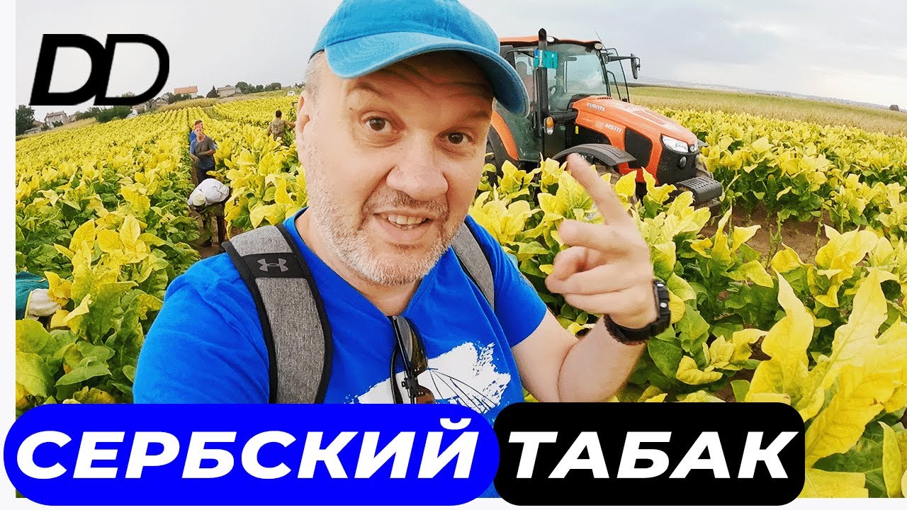 ПОЧЕМУ СЕРБЫ НЕ КРУТЯТ СИГАРЫ? РУЧНАЯ РАБОТА СБОРЩИКОВ ТАБАКА! КАК УСТРОЕН ТАБАЧНЫЙ БИЗНЕС В СЕРБИИ!