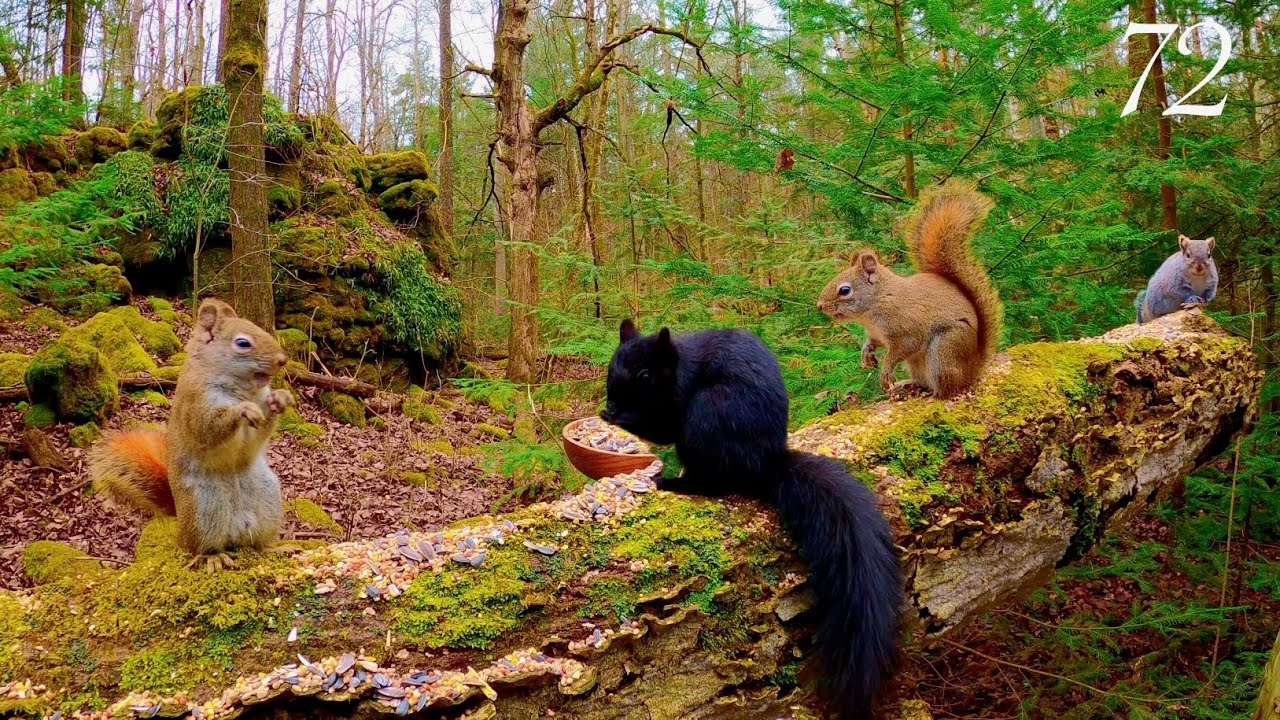 Cat TV: 3 Hours of Squirrels  in a Beautiful Forest:  4K. Ep. 72