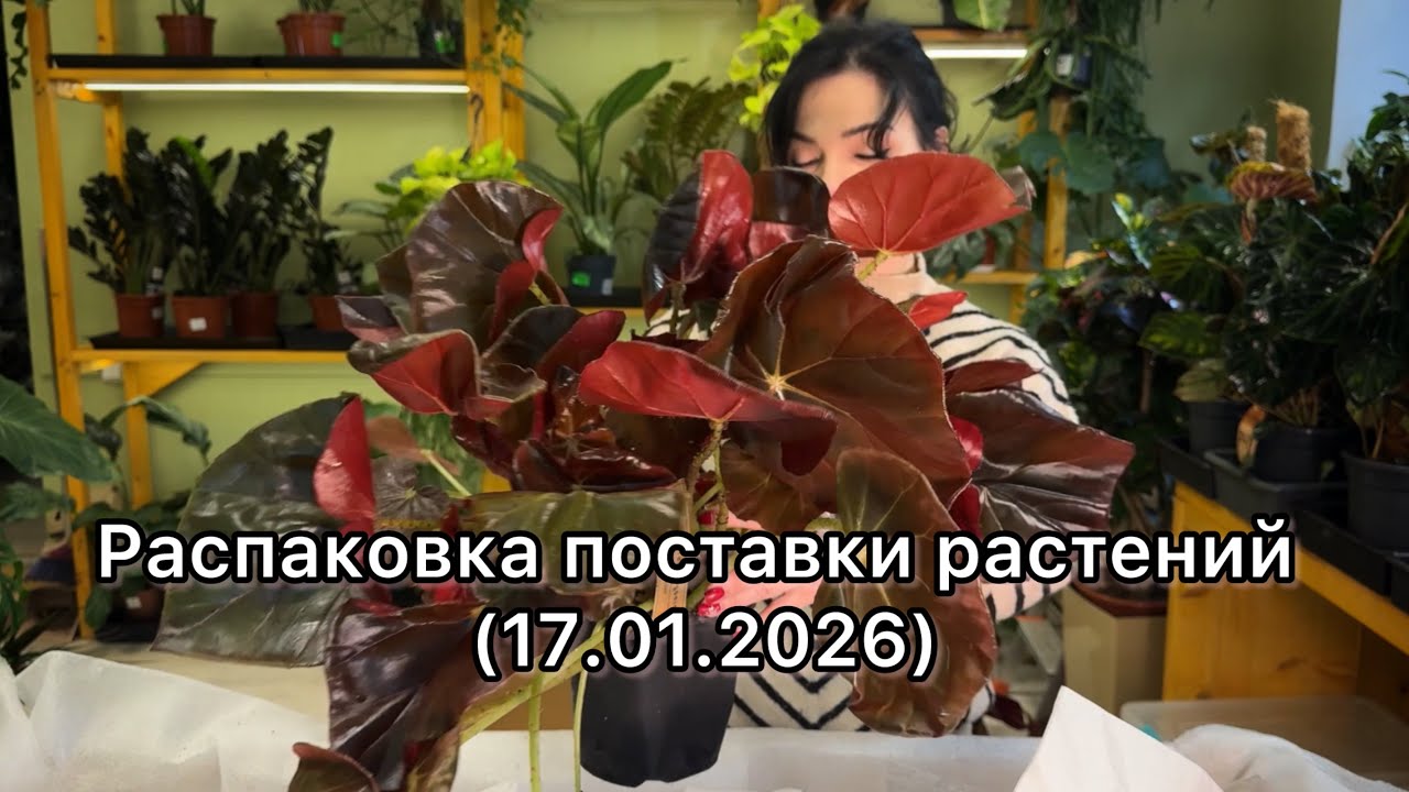 ОБЗОР поставки, распаковка растений из Голландии🌱(17.01.2026)