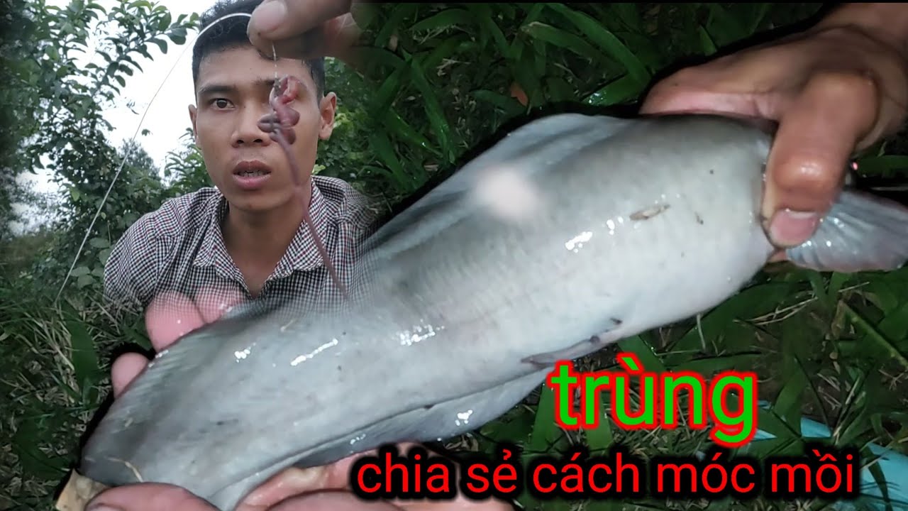 Chia sẻ hướng dẫn cách móc mồi trùng .cấm câu cá trê. cường37
