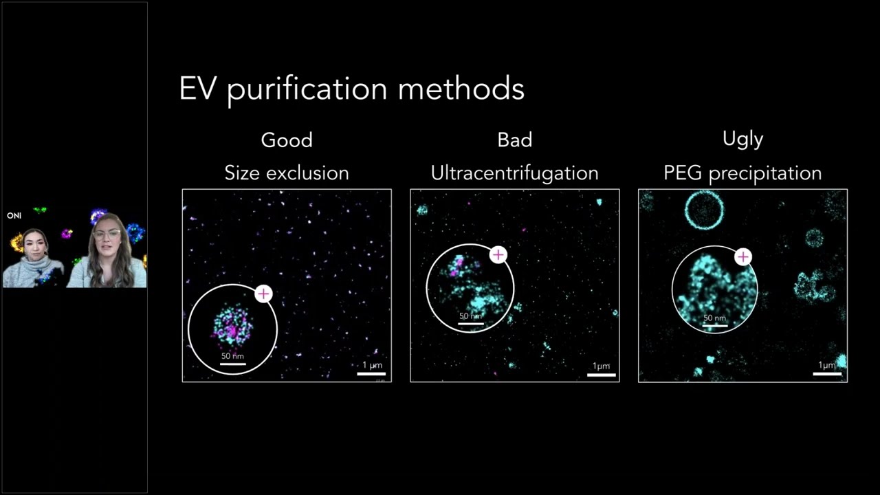 Preparing Intact EV Samples for Super-Resolution Imaging