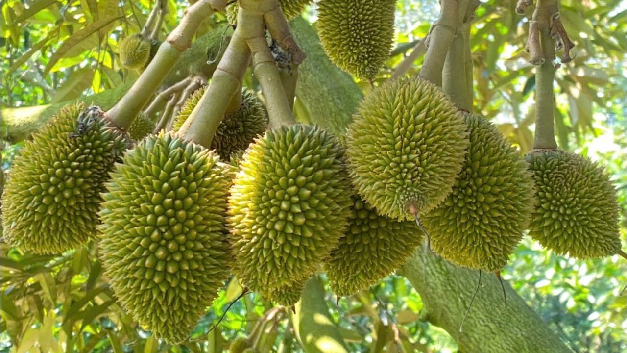 AMINO VI LƯỢNG - NHẬP KHẨU NGUYÊN CHAI LỌ TỪ AGRONUTRITION CỦA PHÁP -SỬ DỤNG MỌI GIAI ĐOẠN CÂY TRỒNG