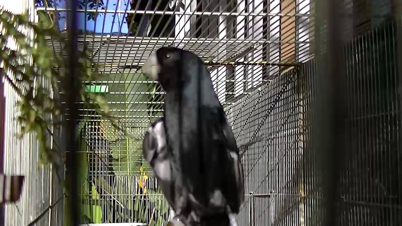 CABURÉ 2014 (CAPOEIRA X BIQUINHO)