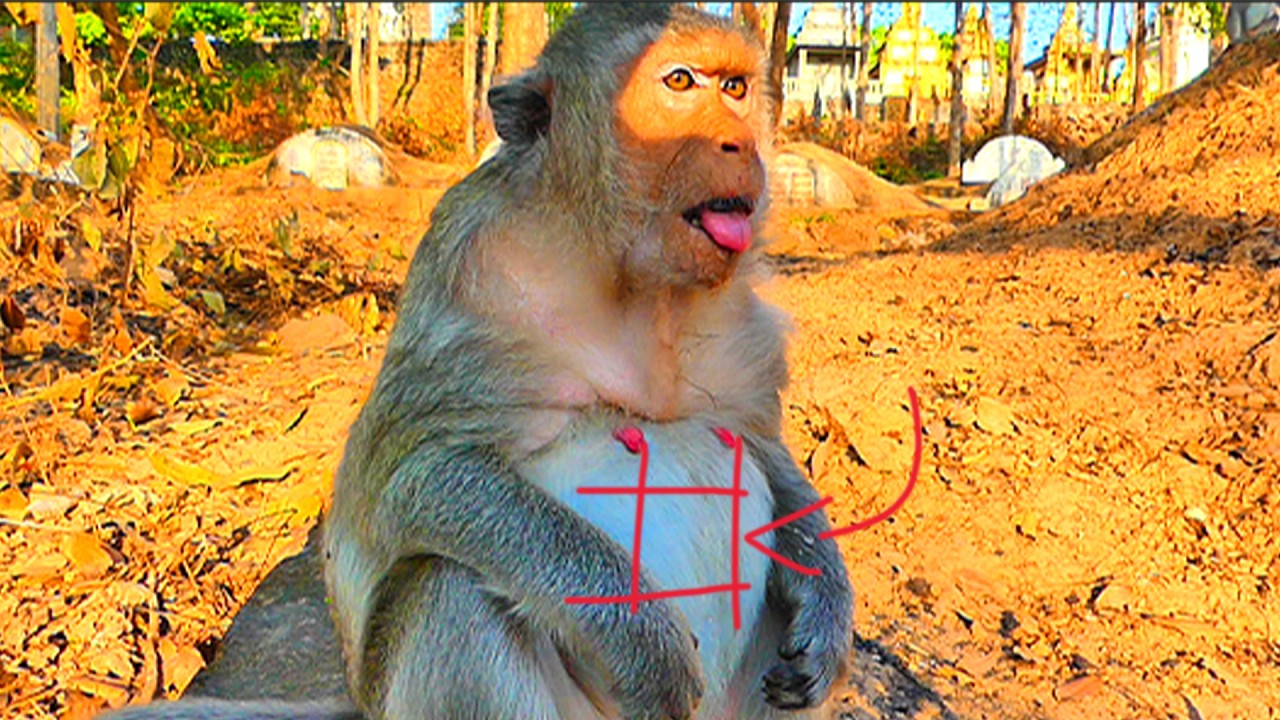 Good Job! Welcome the Due time pregnant macaque monkey, Emila, ready for her newborn! She's healthy!