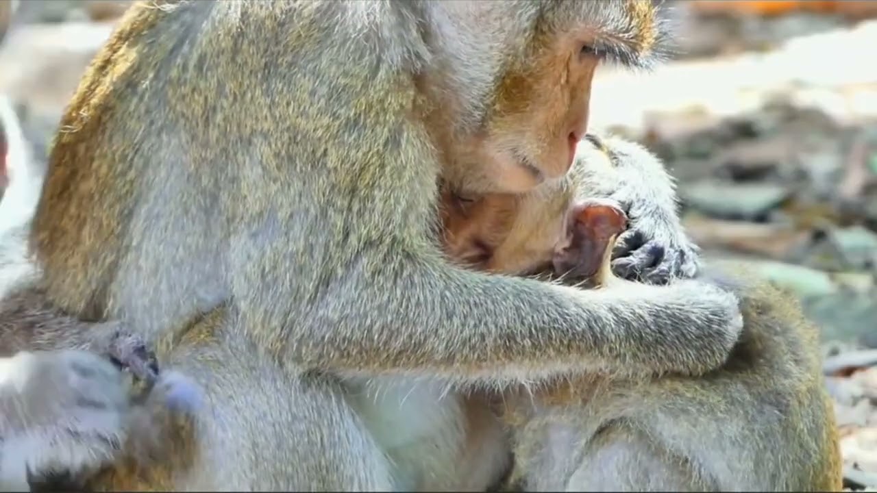 luar biasa, persahabatan yang baik
