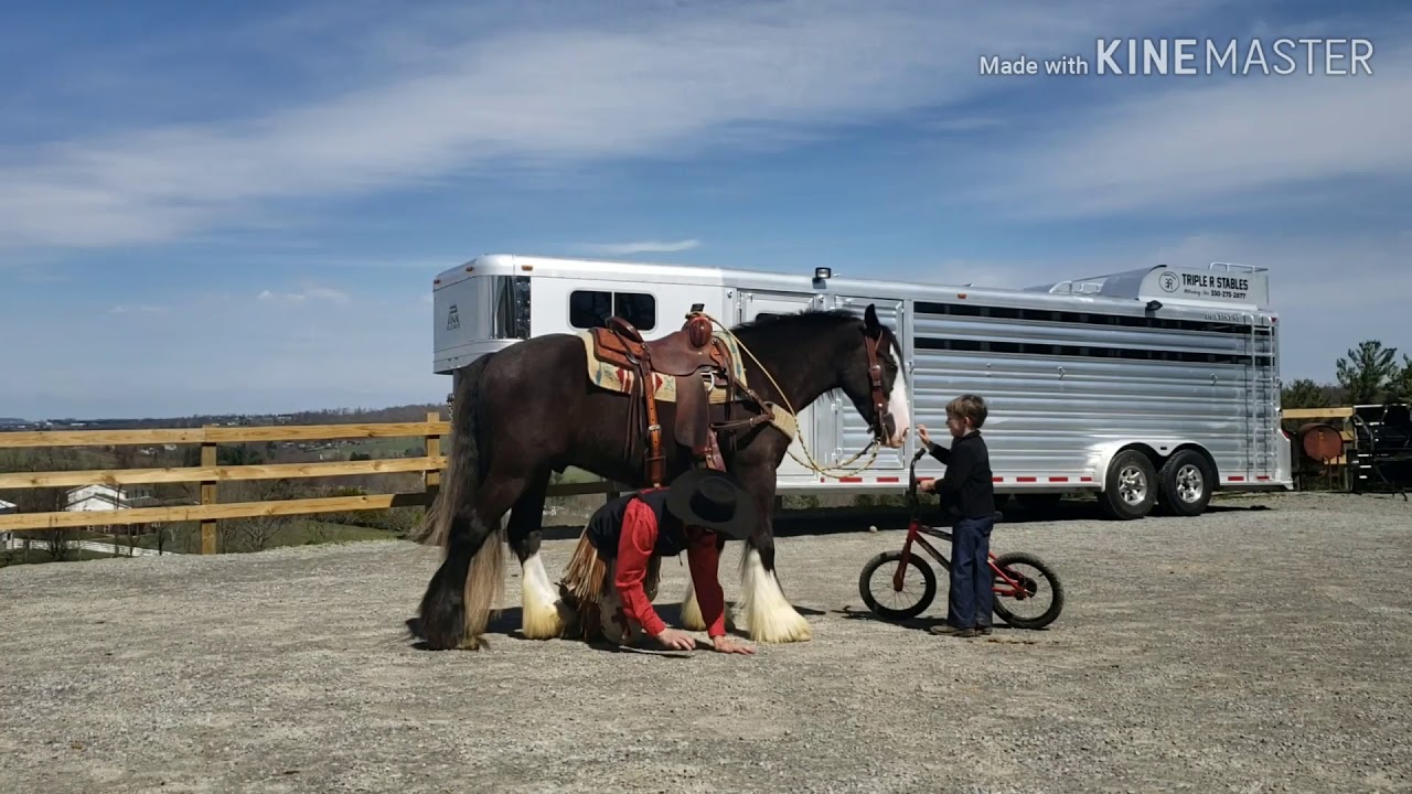 💎💎Shultz 4yr old Grade Gypsy Vanner gelding offered for sale ⭐⭐ Located in Millersburg Ohio