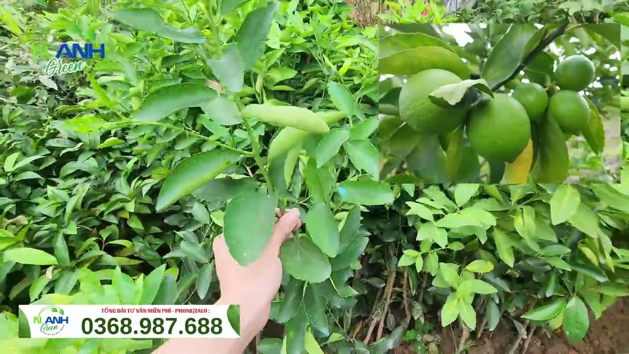 Giống Chanh Không Hạt Siêu Năng Suất, Trái Quanh Năm | Nhà Vườn Nguyên Anh