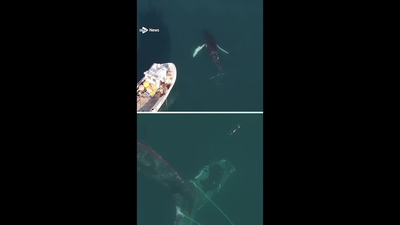 Scots fishermen rescue humpback whale entangled in rope 