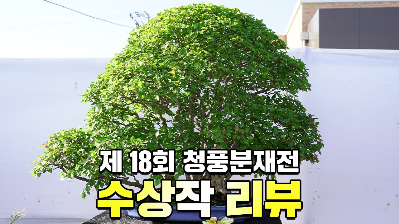 제18회 청풍분재전 수상작 리뷰ㅣ청풍상 수상ㅣ청주 농업기술센터