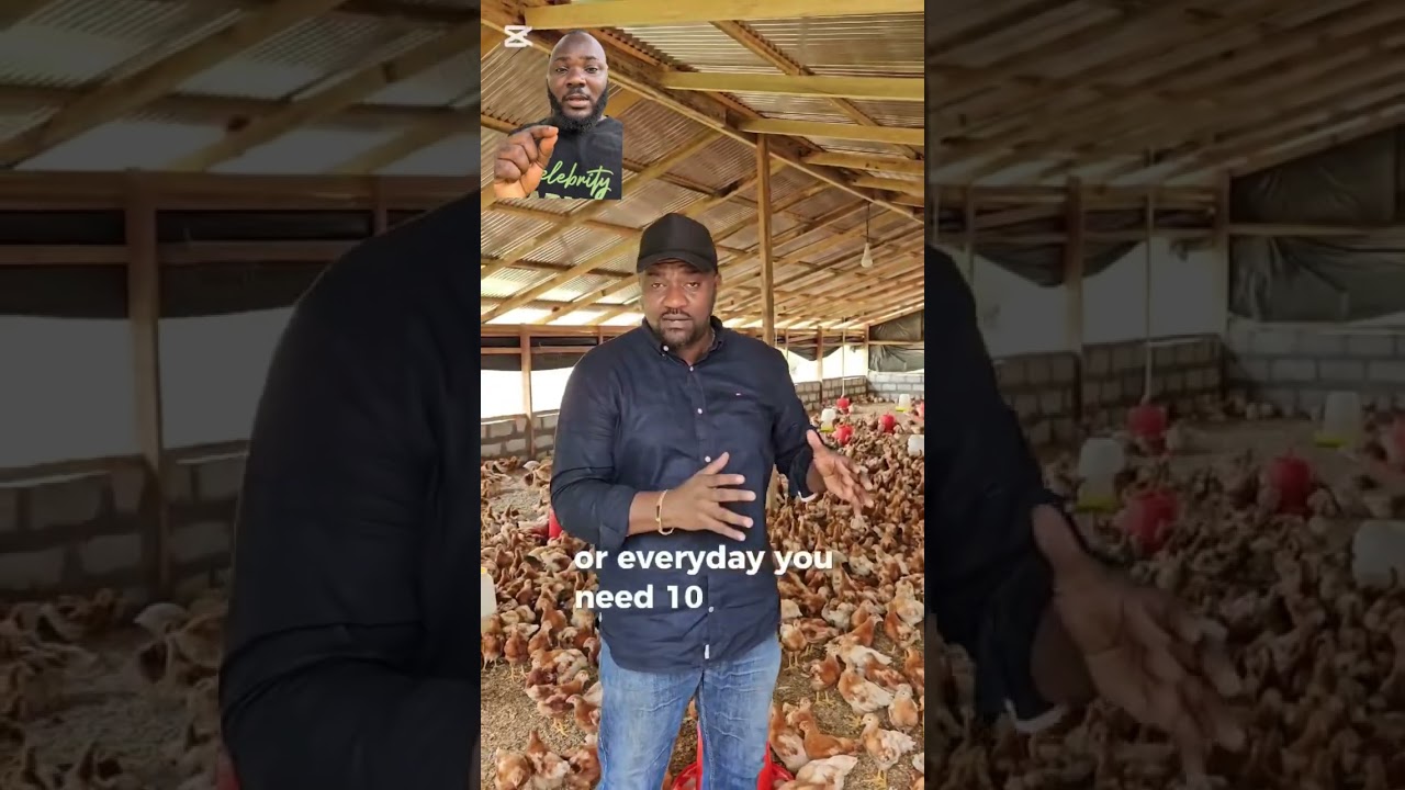 5 Things You Must Know Before You Start A Poultry Farm. Advice From John Dumelo #poultrybusiness