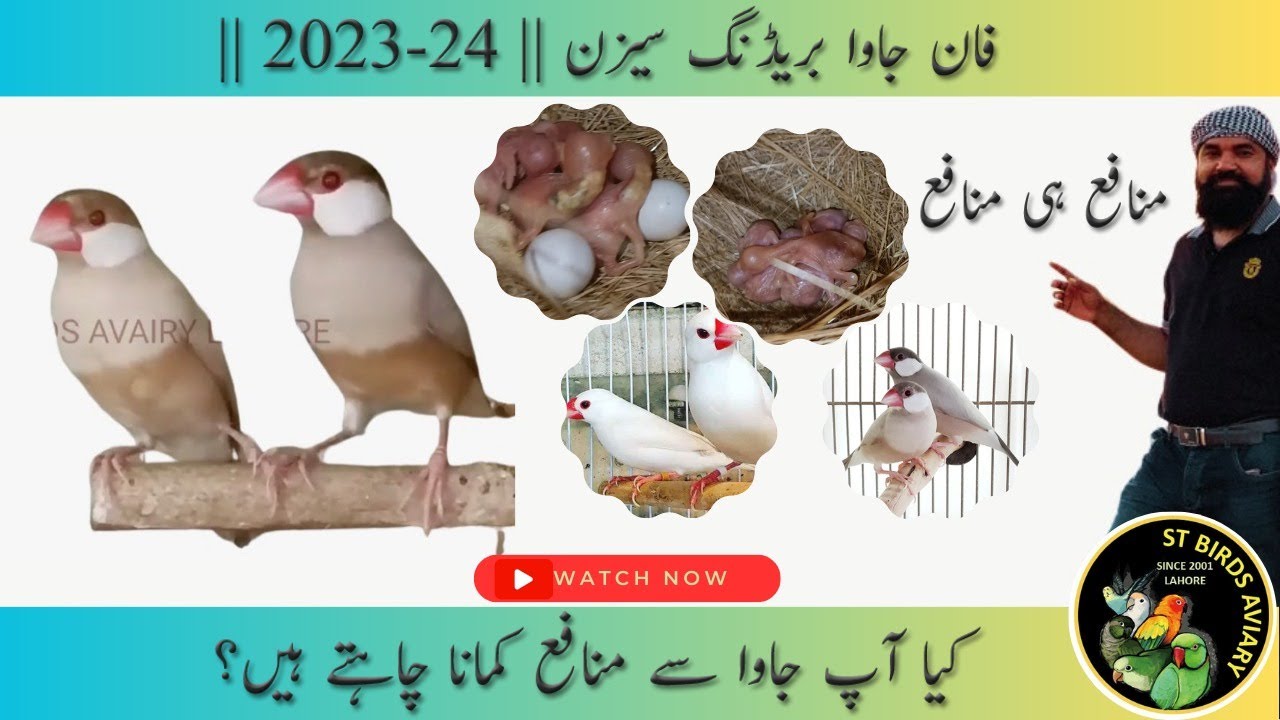 Fawn java breeding season || Java se breed kase lain || Java Breeding Tips