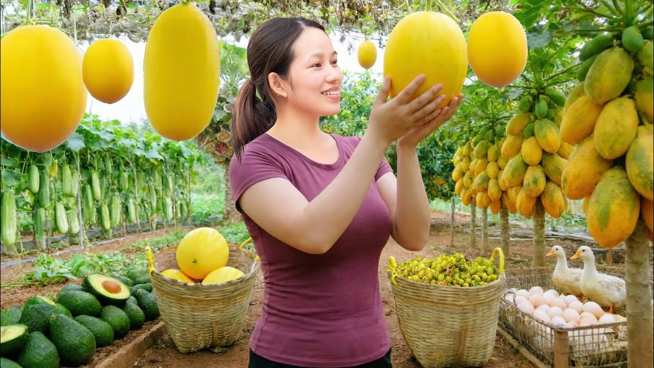 Harvest, Sell, Cook | Papayas, Cantaloupes & Avocadoes – Life Alone in the Countryside