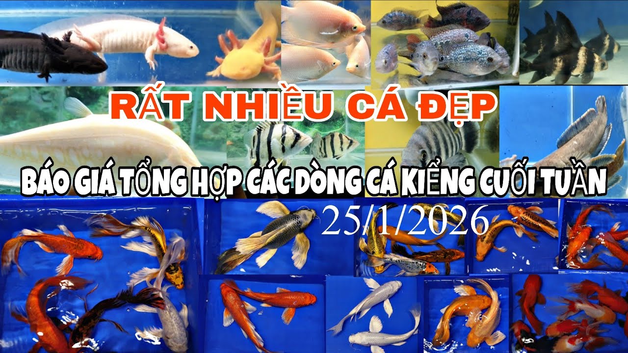 HÔM NAY NHIỀU DÒNG CÁ CHÉP ĐẸP - BÁO GIÁ TỔNG HỢP CÁC DÒNG CÁ CHÉP CUỐI TUẦN 25/1/2026.
