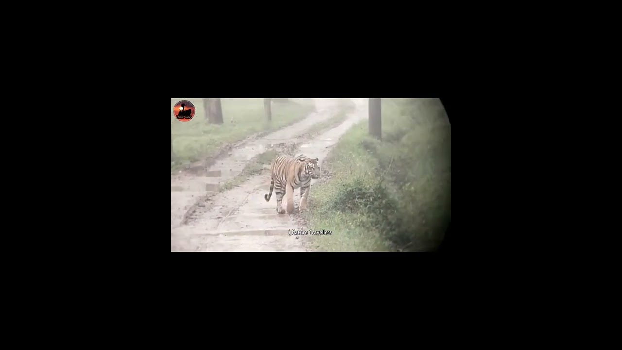 Tiger roaring in rain sound on,Oct 2022 sighting from kabini ,subscribe to channel for more videos.