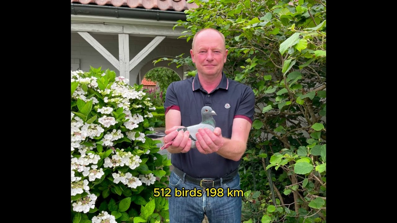 Elite Racing Pigeon Auction - Line 'Kaasboer' & 'Bliksem' | Herbots Racing Pigeons