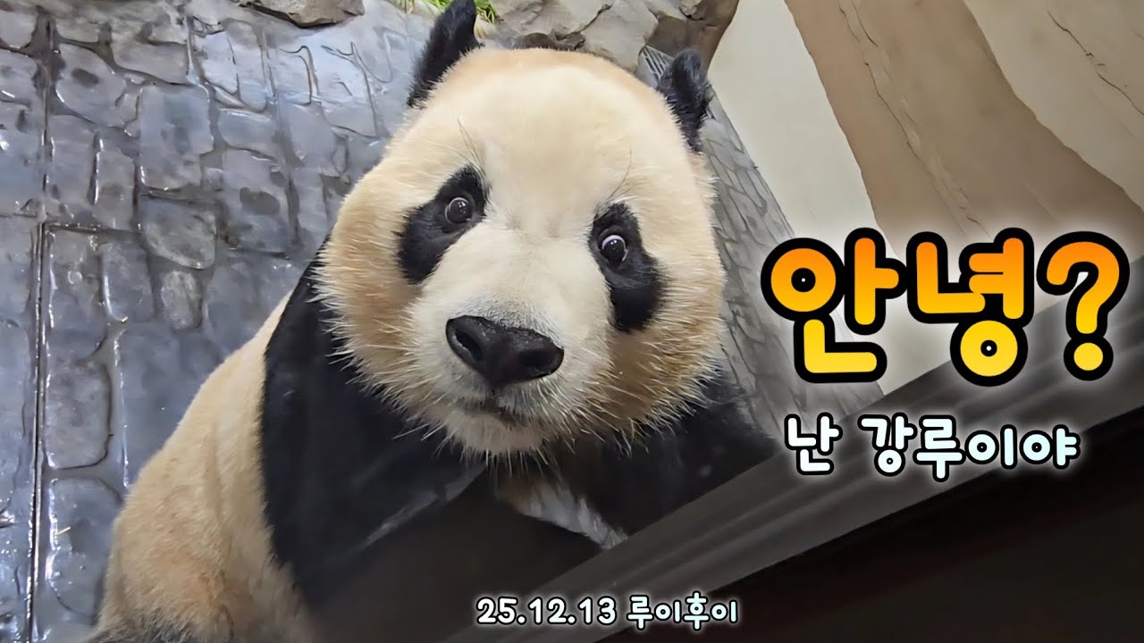 나는 강루이라고 해💜우리집에 예쁜 나랑 후이 보러 왔어?💕25.12.13 Ruibao Huibao 