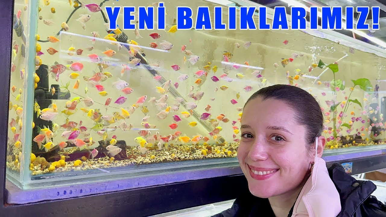 AKVARYUMA RENGARENK BALIKLAR ALDIK! l Transgenetik Tetra