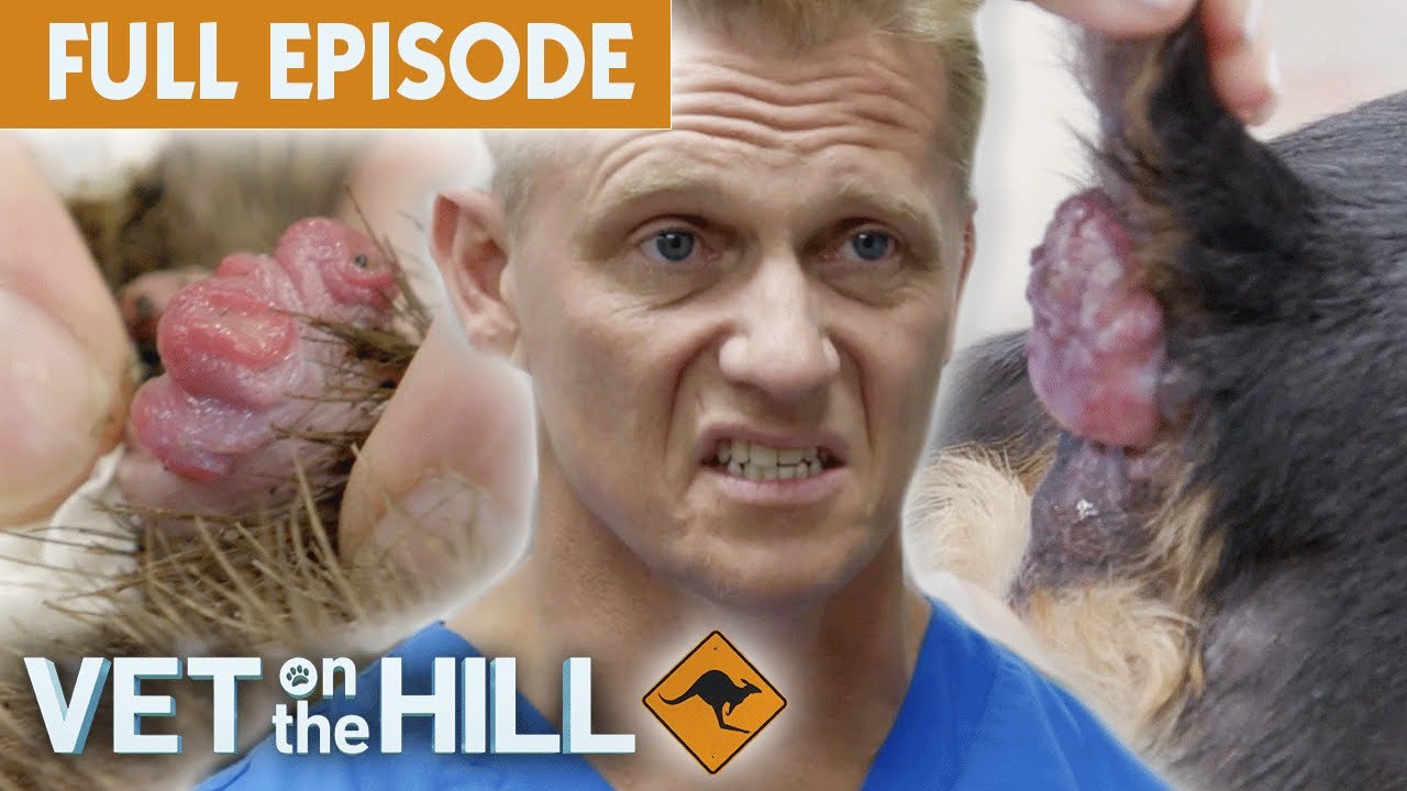 Bum Cyst Surgery & X-Raying BIG Lion | Vet On The Hill Down Under EP2 Full Episode | Bondi Vet