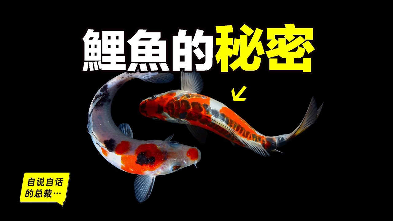 鯉魚：在美國氾濫成災，在中國活不過童年，為什麼美國人不吃鯉魚？為什麼中國人錦鯉=發財？原來我們的祖先早在1000多年前就改造過它們……|自說自話的總裁