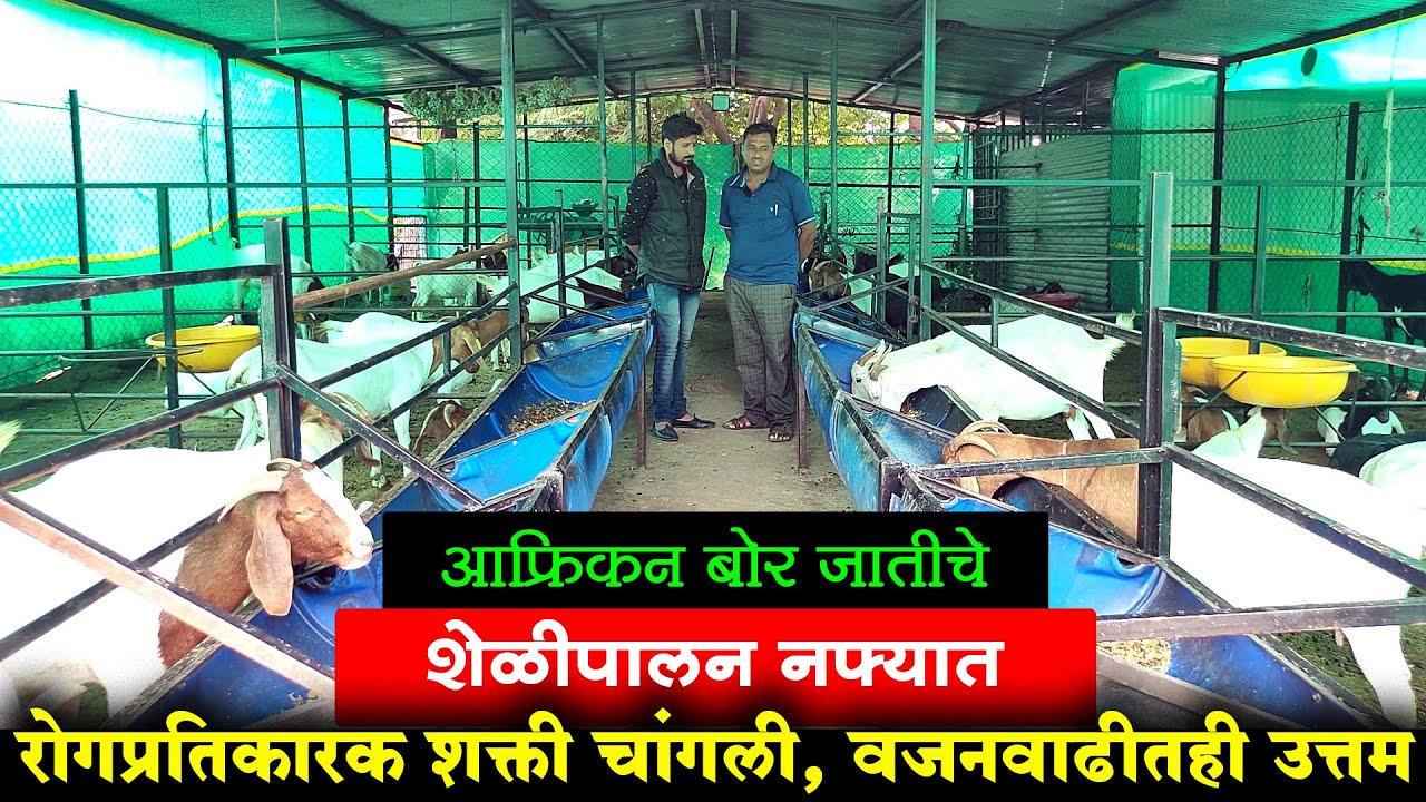 आफ्रिकन बोर जातीचे शेळीपालन नफ्यात | आठशे रुपये किलोने जागेवर विक्री | Shelipalan | Maze Ran Shivar