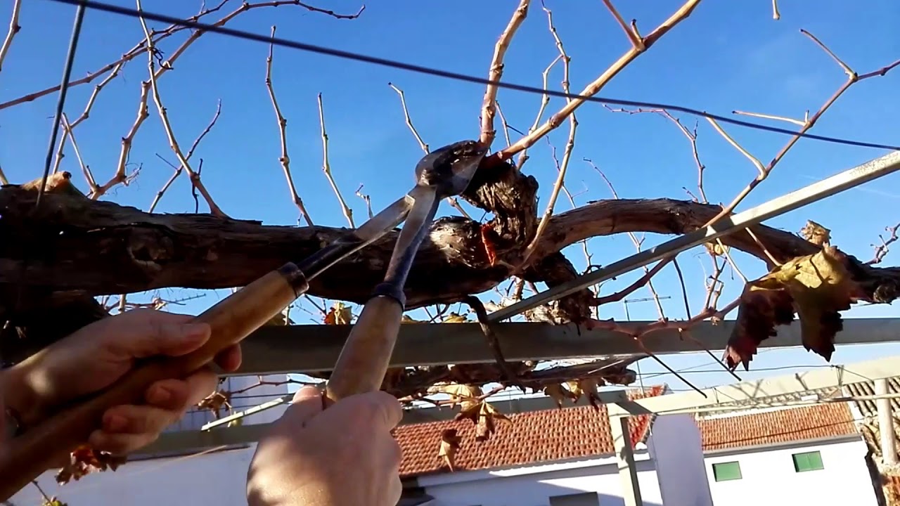 Poda de parra