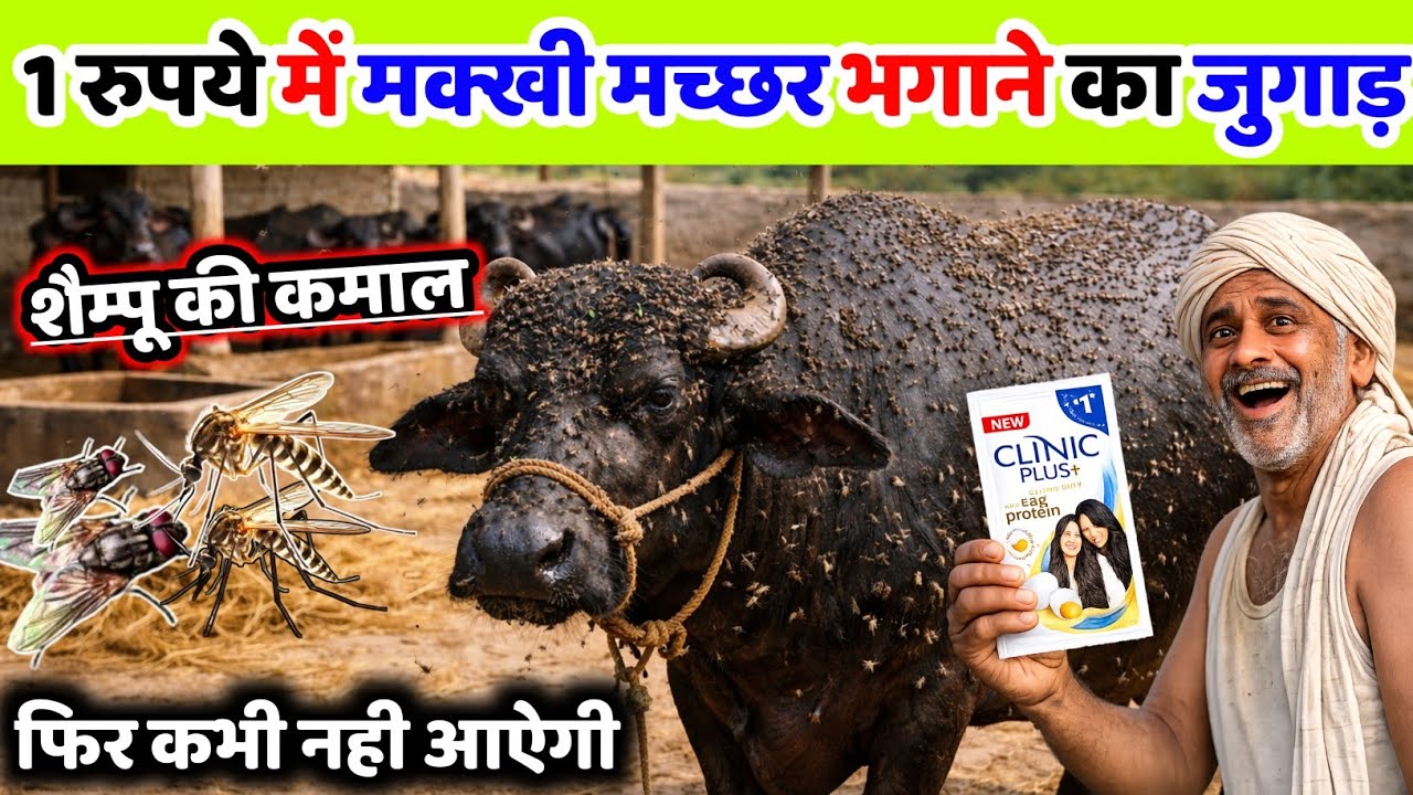 2 मिनट मे मच्छर-मक्खी-चूहे भाग जायेंगे | Get Rid Of Mosquitoes | makhi bhagane ka tarika