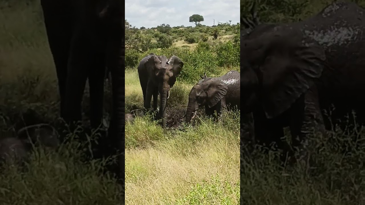 Elephant Spa Day in the Wild