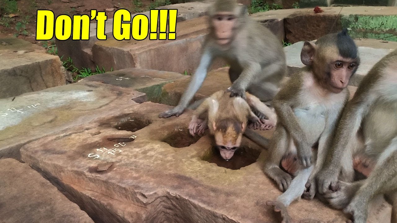 Oh No! Why Alberto Monkey Tried To Stop Baby Elpida To Get Water On The Stone.