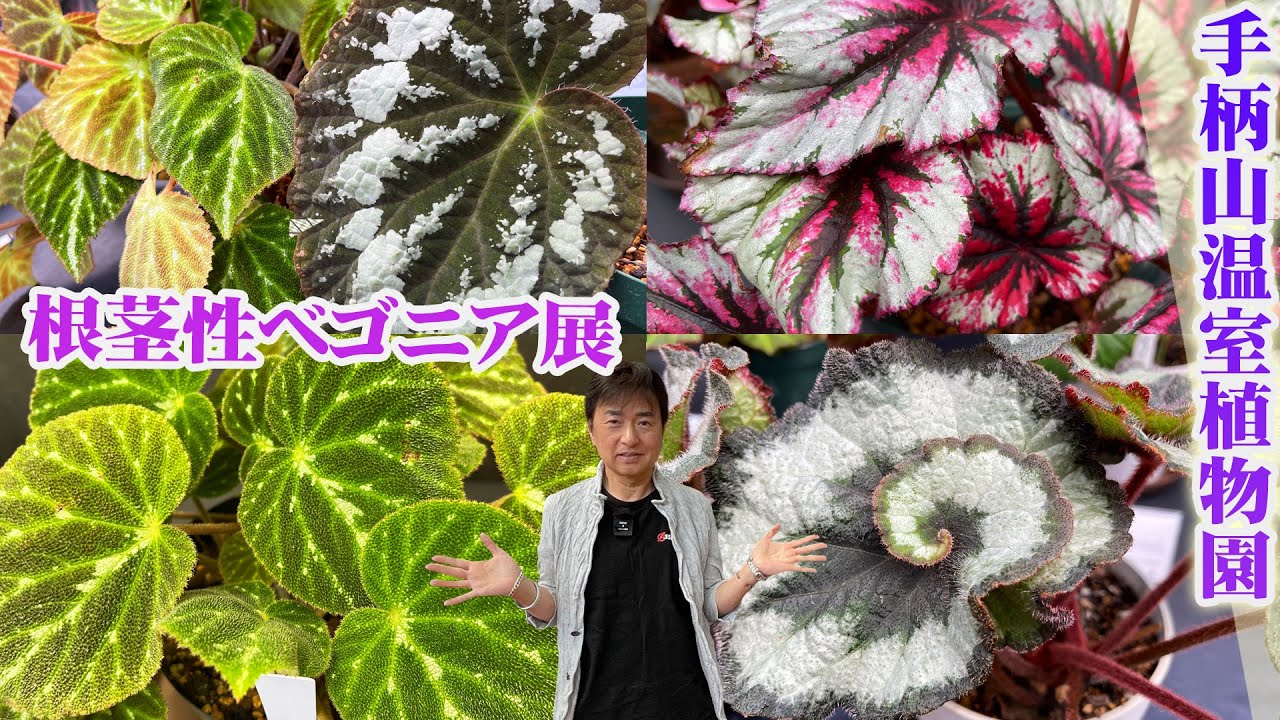 【根茎性ベゴニア展】約50点の芸術的な葉模様を観賞する／レックスベゴニア【手柄山温室植物園】