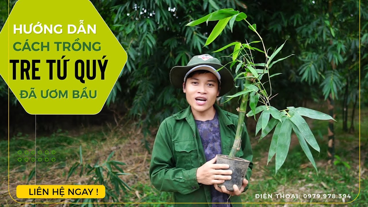 C&Aacute;CH TRỒNG TRE Đ&Atilde; ƯƠM BẦU | KỸ THUẬT TRỒNG TRE | B&Aacute;N GIỐNG TRE TỨ QU&Yacute;